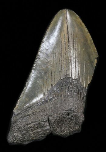 Partial, Megalodon Tooth #39970
